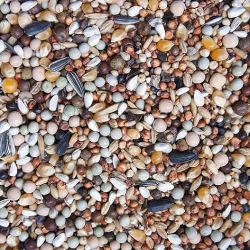 hrana_porumbei_sanatosi_champion_tineret_flornas