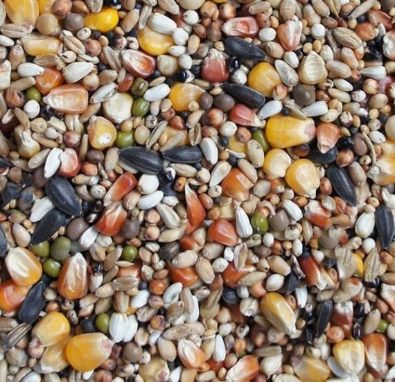 hrana_porumbei_sanatosi_concurs_fara_mazare_flornas