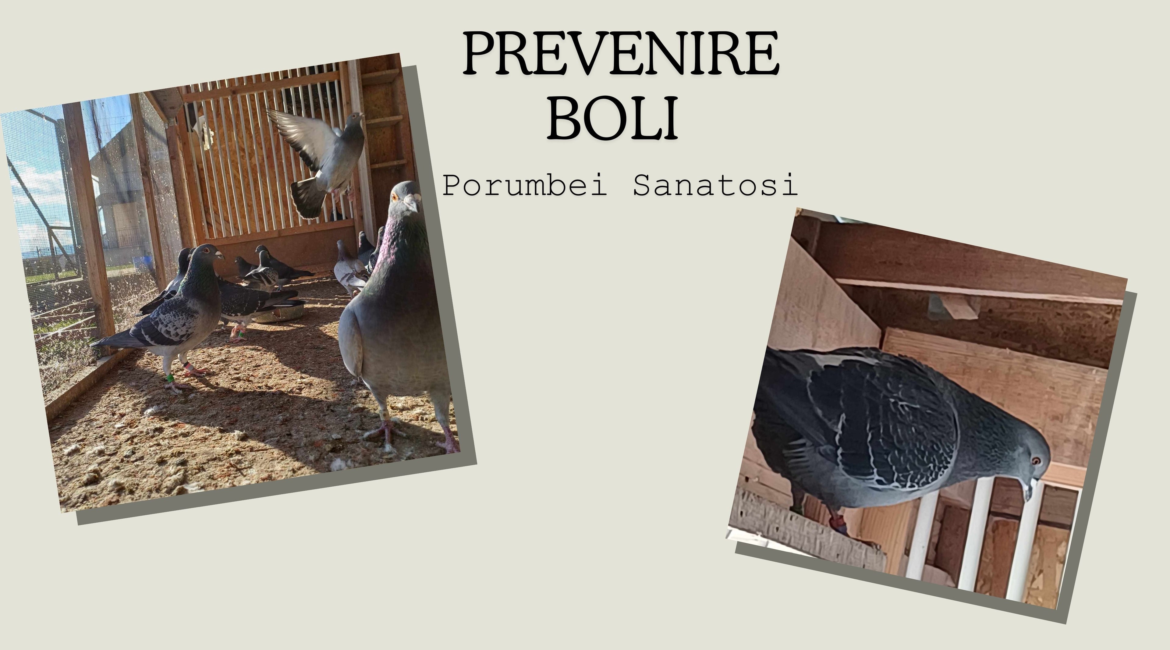 Prevenire_boli_Porumbei_Sanatosi