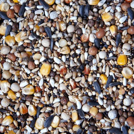 hrana_porumbei_sanatosi_super_concurs_flornas